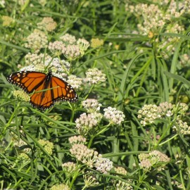 Asclepias Fascicularis Seeds Narrowleaf Milkweed, Narrow-Leaf Milkweed Flowering Perennial Attracts Butterflies Deer Resistant Border Outdoor 25Pcs Flower Seeds by YEGAOL Garden