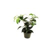 Ficus Benjamina Weeping Fig - 4'' from California Tropicals