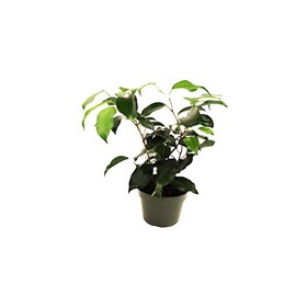 Ficus Benjamina Weeping Fig - 4'' from California Tropicals
