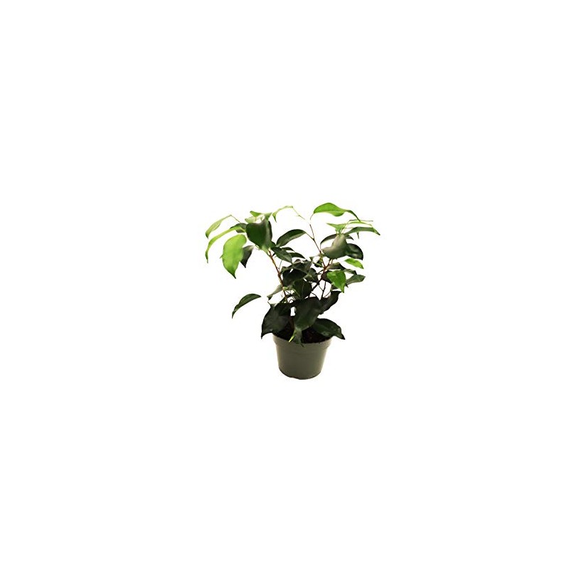 Ficus Benjamina Weeping Fig - 4'' from California Tropicals