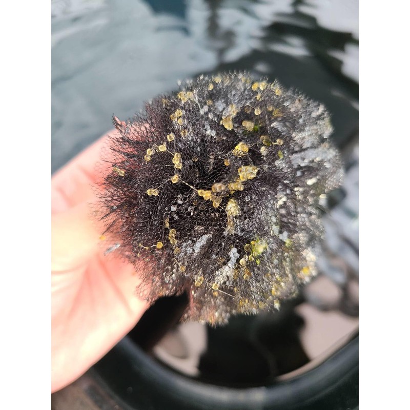 Miplus Medaka Egg Collection Floor, Rollama Ball TYPE-B, Easy to