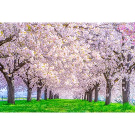 ND Tapestry Cherry Blossoms Cherry Blossom Trees Interior Spring Stylish Landscape Scenery Spectacular View Large Size Healing Room Decoration Seasonal Online Drinking Party Backdrop Wall