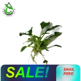 Schismatoglottis Prietoi (1 Plant) Freshwater live Aquarium Plants Buce Anubias