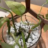Tunleki 1lb/2lb Chunky Perlite for Plants Horticultural Coarse Pearlite for
