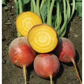 Organic Touchstone Gold Beet 50+ Seeds