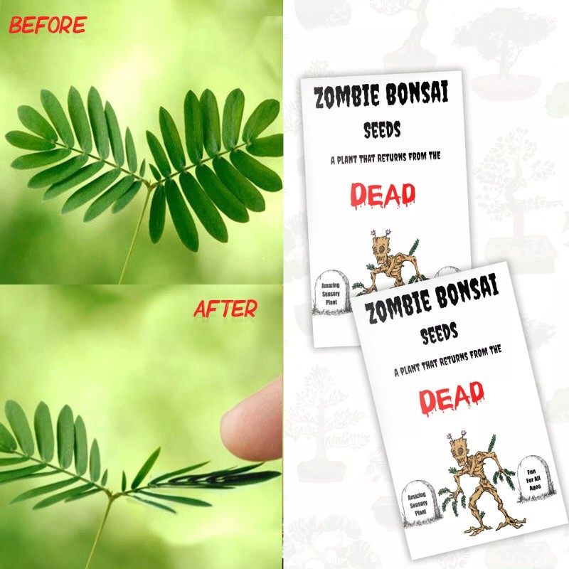 CZ Grain Zombie Bonsai Seeds Packets (2 Pack) - Amazing