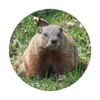 Groundhog Day Cute Woodchuck, Marmot