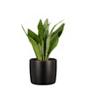 Scheurich Solido, Set of 2 Ceramic Flower Pots, Colour: Ebano,