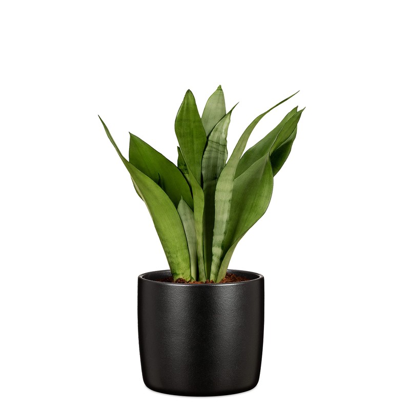 Scheurich Solido, Set of 2 Ceramic Flower Pots, Colour: Ebano,