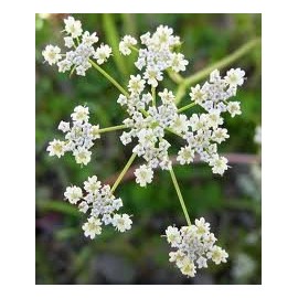 Caraway Great Herb by Seed Kingdom 1,500 Seeds