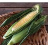 Seminole 200 Seminole XR SuperSweet (Sh-2) Bi- Color Corn Seeds