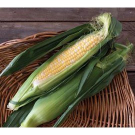 Seminole 200 Seminole XR SuperSweet (Sh-2) Bi- Color Corn Seeds