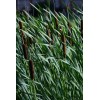 Trees and Twigs Nursery 100 Native Cattail Seeds - Typha
