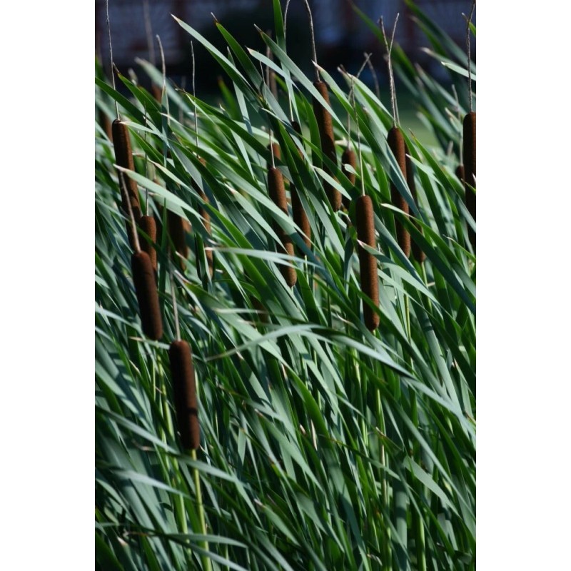 Trees and Twigs Nursery 100 Native Cattail Seeds - Typha