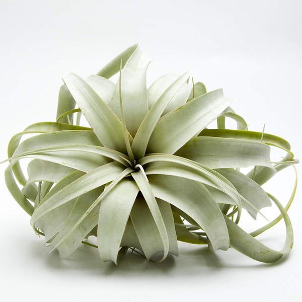Airplant Tillandsia Xerographica 6" Wide by Garden in the City/Ships from California/Greenhouse Grown