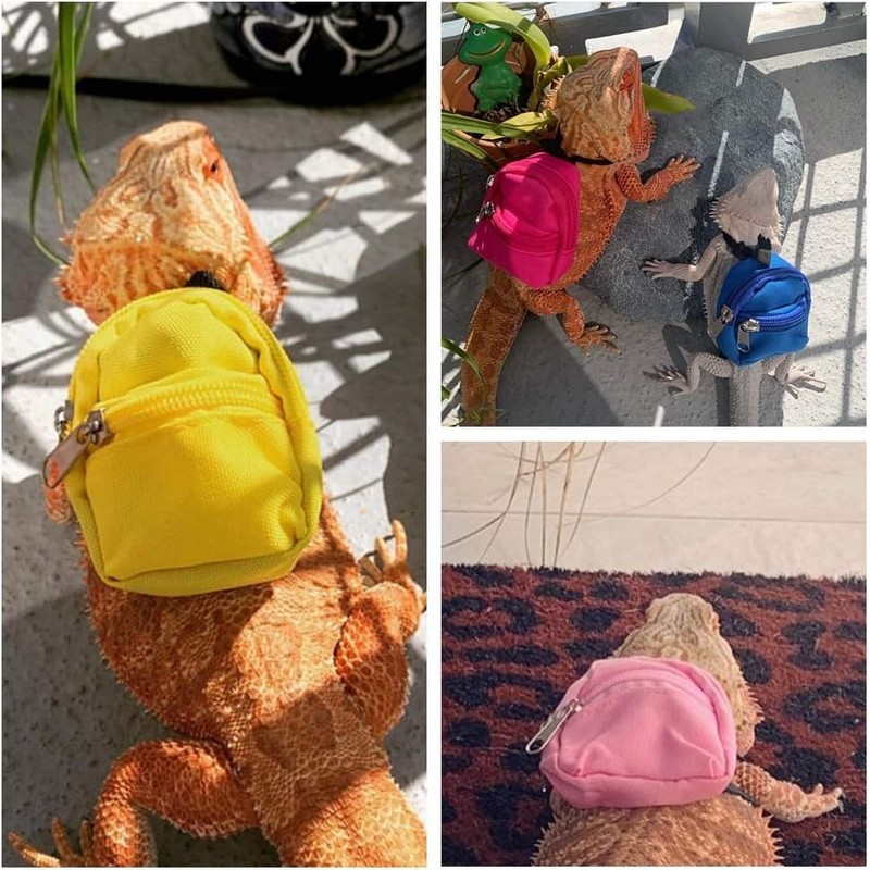 Bearded Dragons Harness Leashes Set Cute Backpack Back to School
