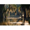 Fmarui Swamp Landscape Backdrop Bald Cypress Trees and Spanish Moss