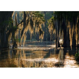 Fmarui Swamp Landscape Backdrop Bald Cypress Trees and Spanish Moss Rainforest Photography Background Party Photo Booth Props, 10x8FT