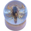 Real Insect Brown Scorpion Globe