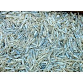 ALL AMERICAN Tournament Quality Soft Plastics 25ct BLUE GLIMMER 2" STINGER SHAD GRUBS Crappie Fishing Lures Quiver Tail Baits