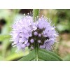 Home-Growth Corn Mint, Field Mint, Mentha Arvensis - 10 Bare