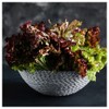 Everwilde Farms - 1 Lb Lolla Rosso Darky Lettuce Seeds