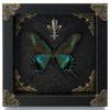 Real Butterfly Framed Handmade - Taxidermy Butterfly Shadow Box -