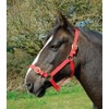 Rhinegold Nylon Headcollar - Shetland - Red