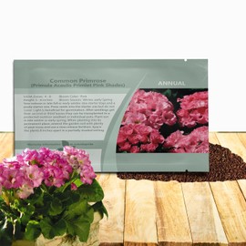Outsidepride Primlet Pink Shades Common Primrose Seeds - 20 Pcs Annual, Hardy, Easy to Grow & Low Maintenance Flower Seeds for Planting Vibrant Blooms, for Containers, Borders & Erosion Control