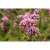 Lowhill Valley Vervain Herbal Infusion - Cut and Dried Verbena