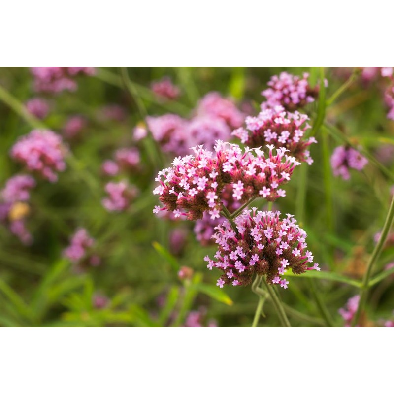 Lowhill Valley Vervain Herbal Infusion - Cut and Dried Verbena
