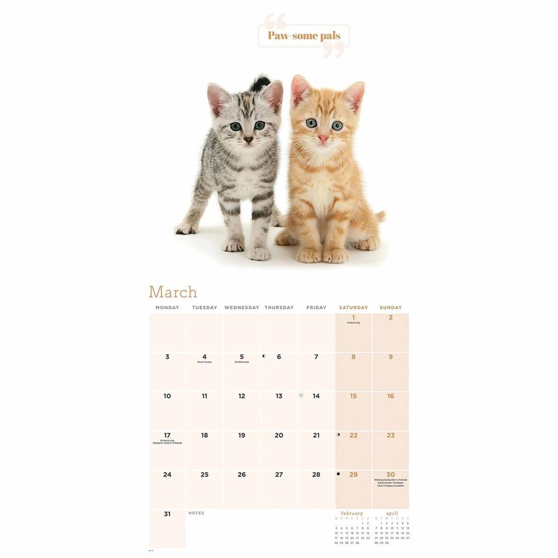Cute Cats Wall Calendar 2025 (PFP)