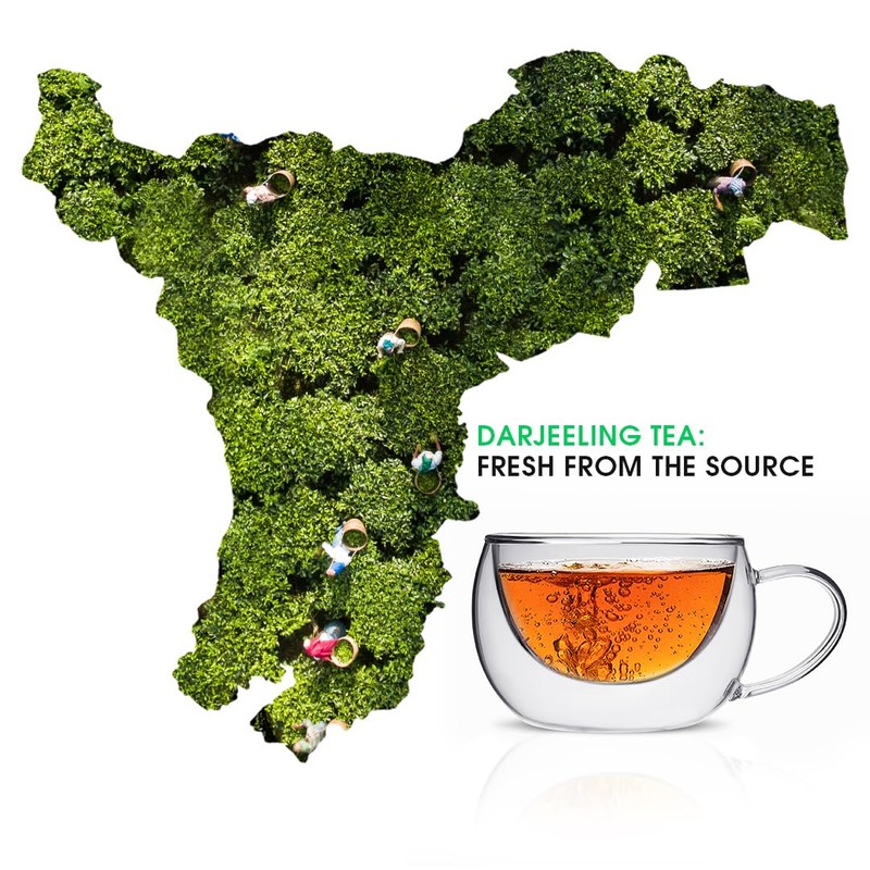 Teabox Premium Darjeeling Green Tea Sampler Bags 100pcs (10pcs X