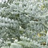 Outsidepride 25 Seeds Perennial Eucalyptus Silver Dollar Tree Seeds for