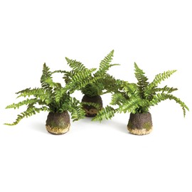 Napa Home & Garden Boston Fern Drop-Ins, Set of 3 Green