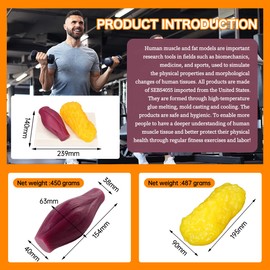 1lb Human Fat Muscle Replica with Base,Anatomic Model for Gym & Med Train