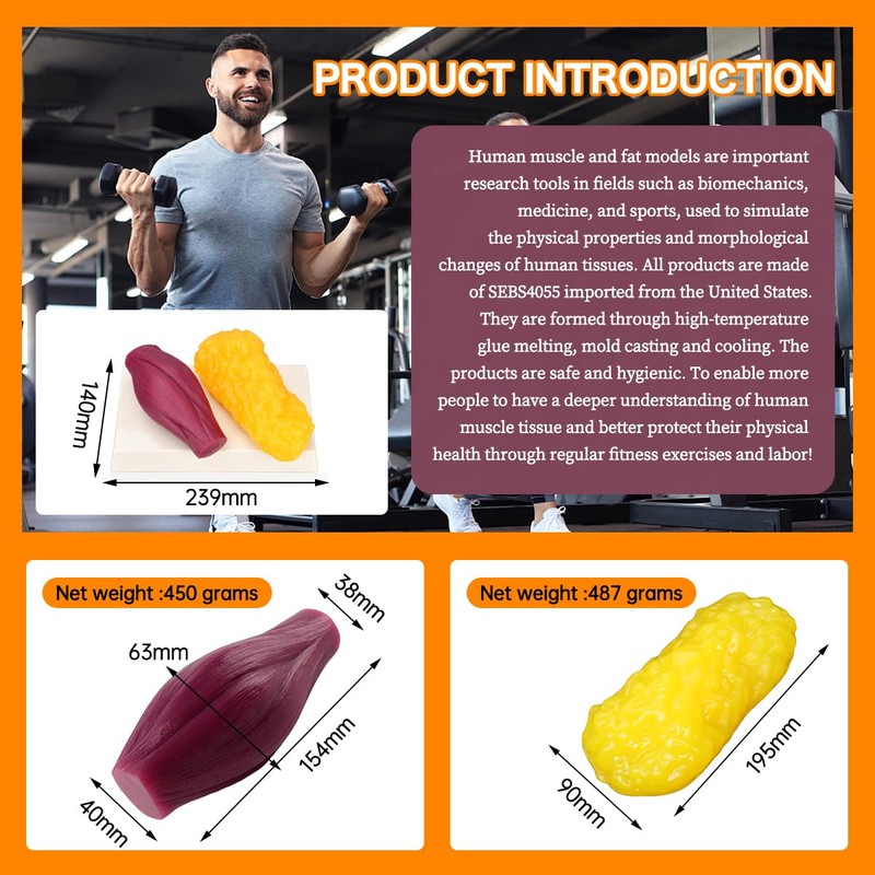 1lb Human Fat Muscle Replica with Base,Anatomic Model for Gym
