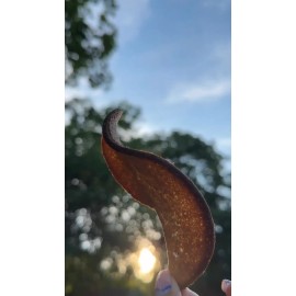 Jokers Rye Bread Crisps Sour Cream & Greens Flavor – 12 Boxes x 90g