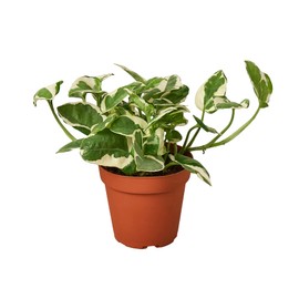 Pothos N'Joy Live Plant - Epipremnum aureum 'n'joy' - Variegated Devil's Ivy - Air Purifying Houseplant - Perfect Live Plant Gift - CA Seller (4" White Cyclinder Pot)