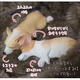 (moin moin) Dog, Dog, Fluffy, with Bed, Dog, Realistic Figure, Magnets, Realistic Magnets, 2 Pieces