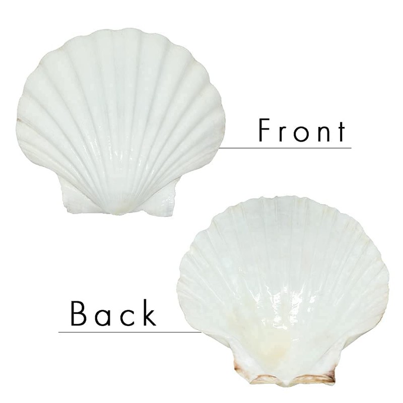 8PCS White Large Scallop Shells 4-5 inch, Natural Seashells for