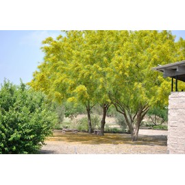 1-1000pcs Mexican Palo Verde Tree Seeds Jellybean, Parkinsonia Jerusalem Thorn Yellow FlowerU.S. Seller 0131 (50 Seeds)