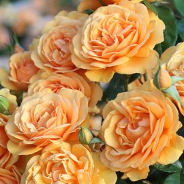 Heirloom Roses Rose Plant - Sunbelt® South Africa® Yellow Rose Bush, Grandiflora Live Plant for Planting Outdoors