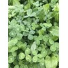 Hale Habitat & Seed Clovers, Alfalfa, & Chicory Food Plot