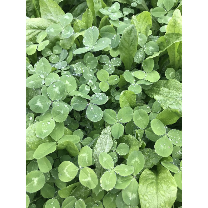 Hale Habitat & Seed Clovers, Alfalfa, & Chicory Food Plot