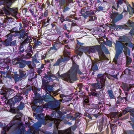 Purple Ruffles Basil Seeds Ocimum Basilicum Fragrant Sweet Basil Flavor Used in Culinary Salads, Soups Garden Bed Border Outdoor 20Pcs Herb Seeds by YEGAOL Garden
