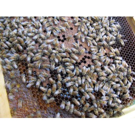 Cardoon Honey Luigi Manias - Sardinia, Italy - 7oz