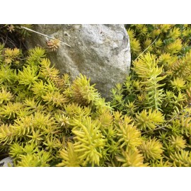 Unbranded 10 Sedum Angelina Stonecrop Ground Cover Plants Long Live Cuttings