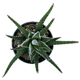 The Waterspout 2" inch Succulent Cactus Collections (Zebra Plant Haworthia Fasciata)