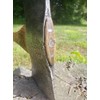 15 Sure-Hold Steel Handle Wedges